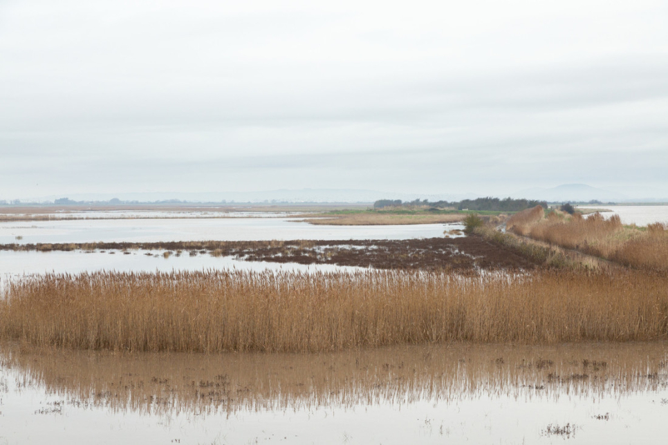 Ten Things to Do at Steart Marshes in Winter